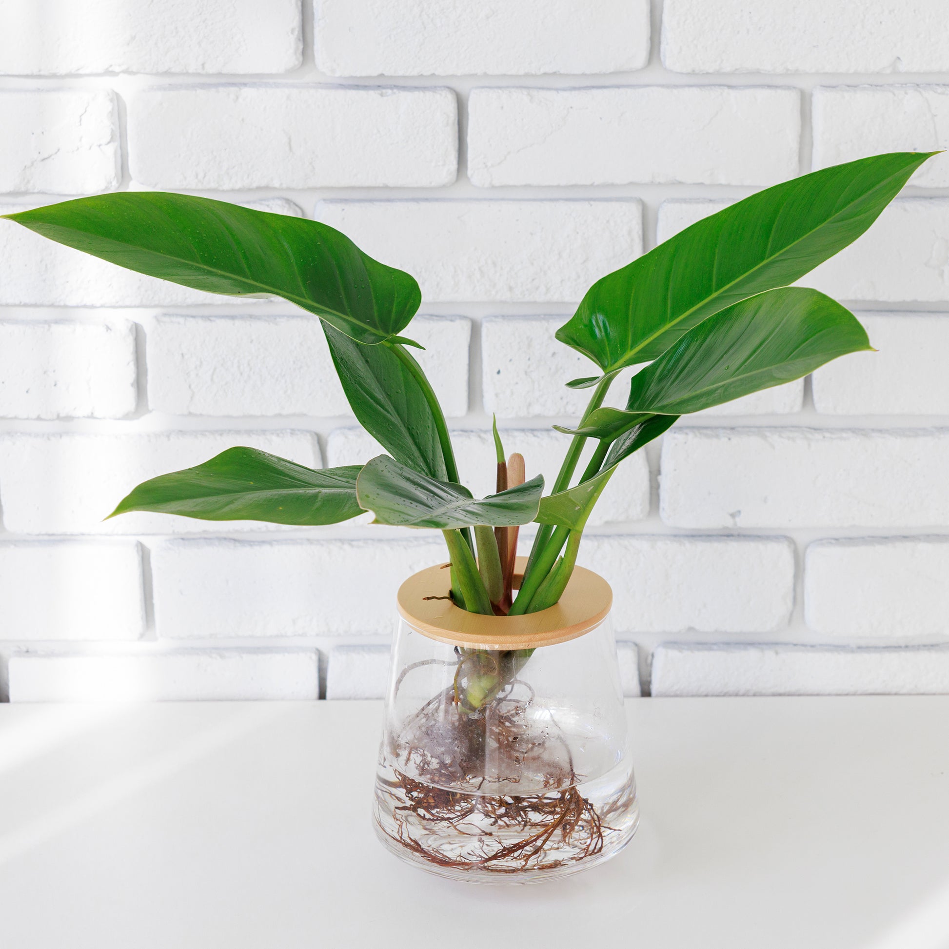 フィロデンドロンインペリアルグリーン