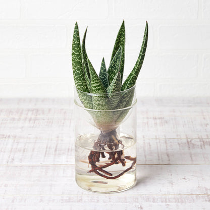 水耕栽培の器（サボテン用シリンダー型）