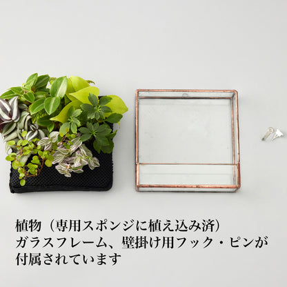 壁掛け植物（スクエア型）
