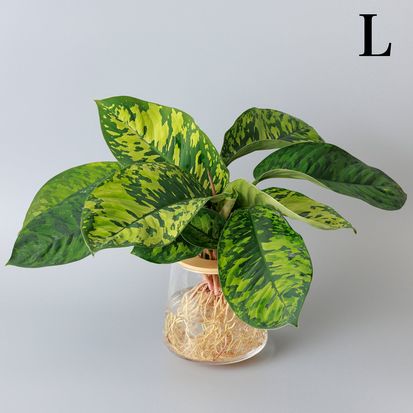 ホマロメナ カモフラージュ