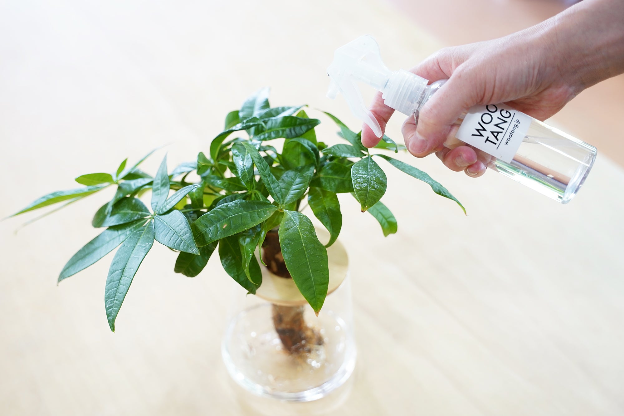 観葉植物に葉水をしている様子