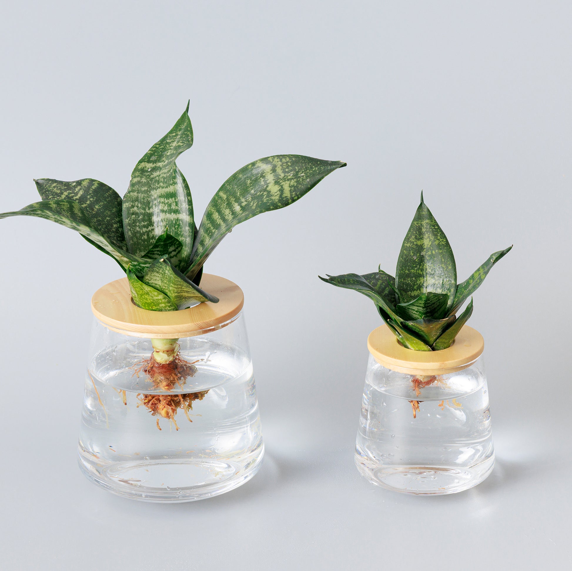 サンスベリアゼラニカ 水耕栽培