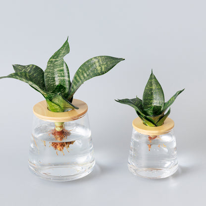 サンスベリアゼラニカ 水耕栽培