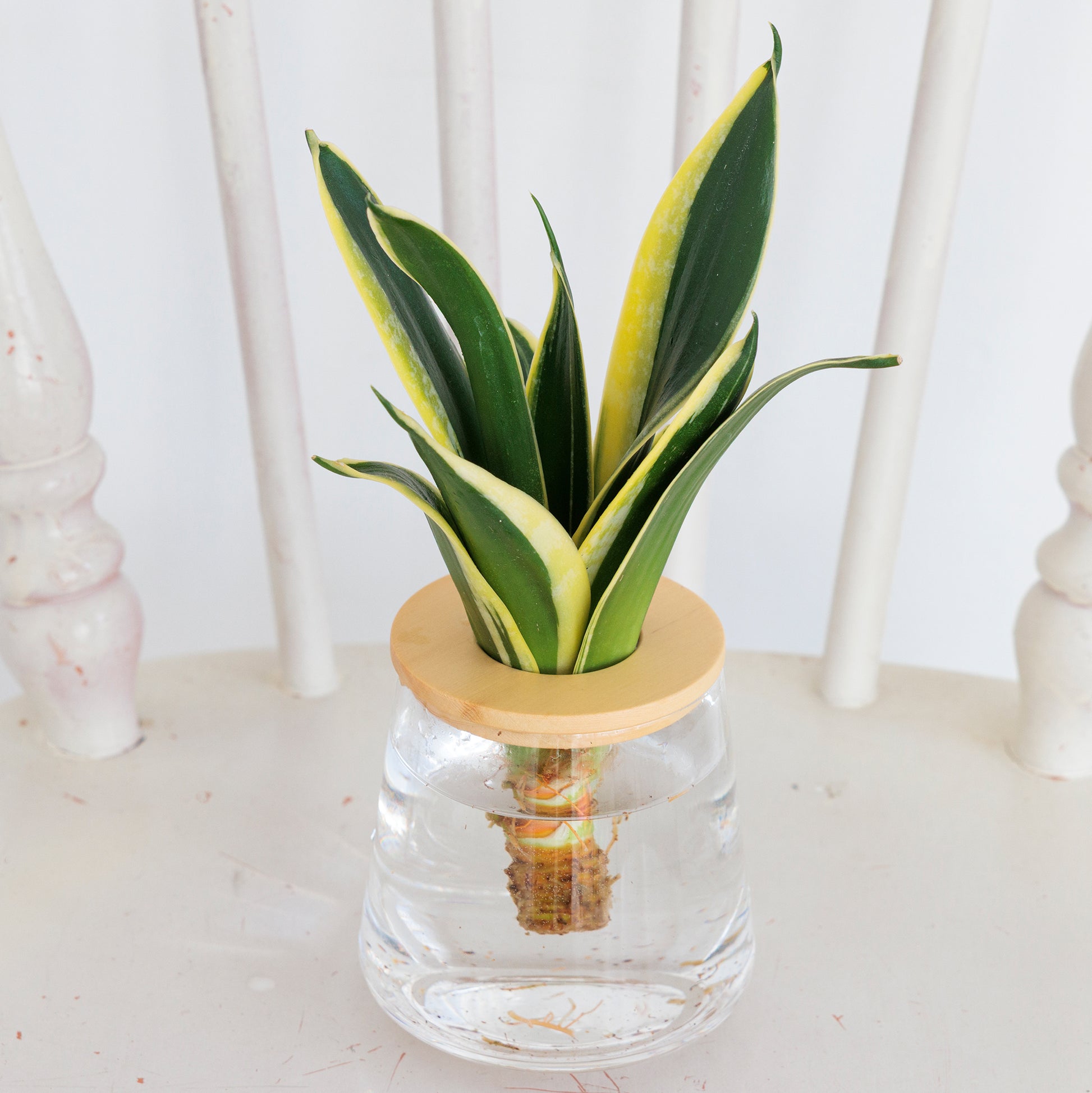 サンスベリアハニーバニー