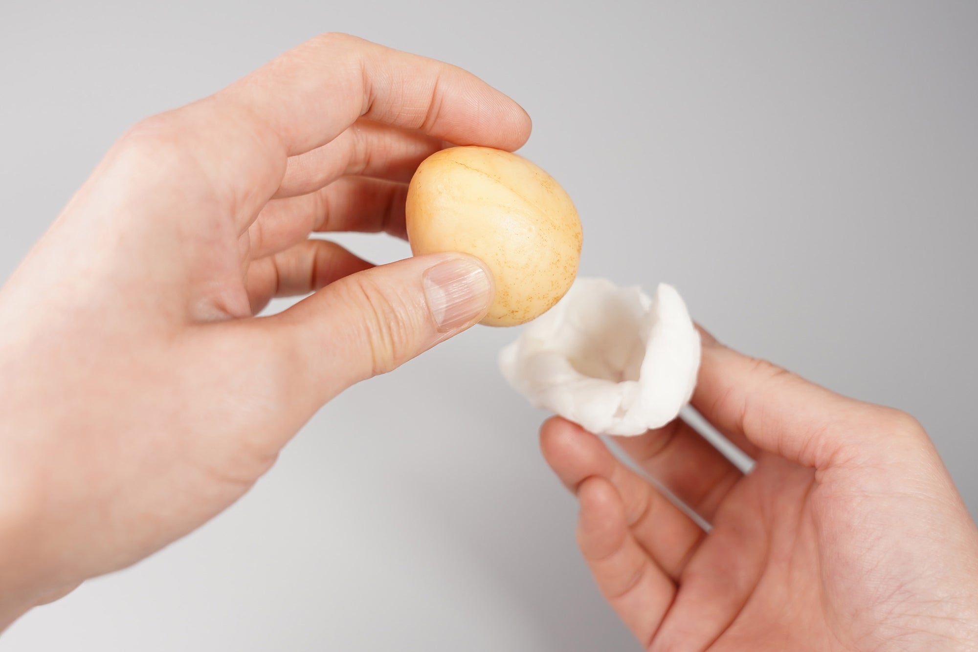 アボカドの種の水耕栽培