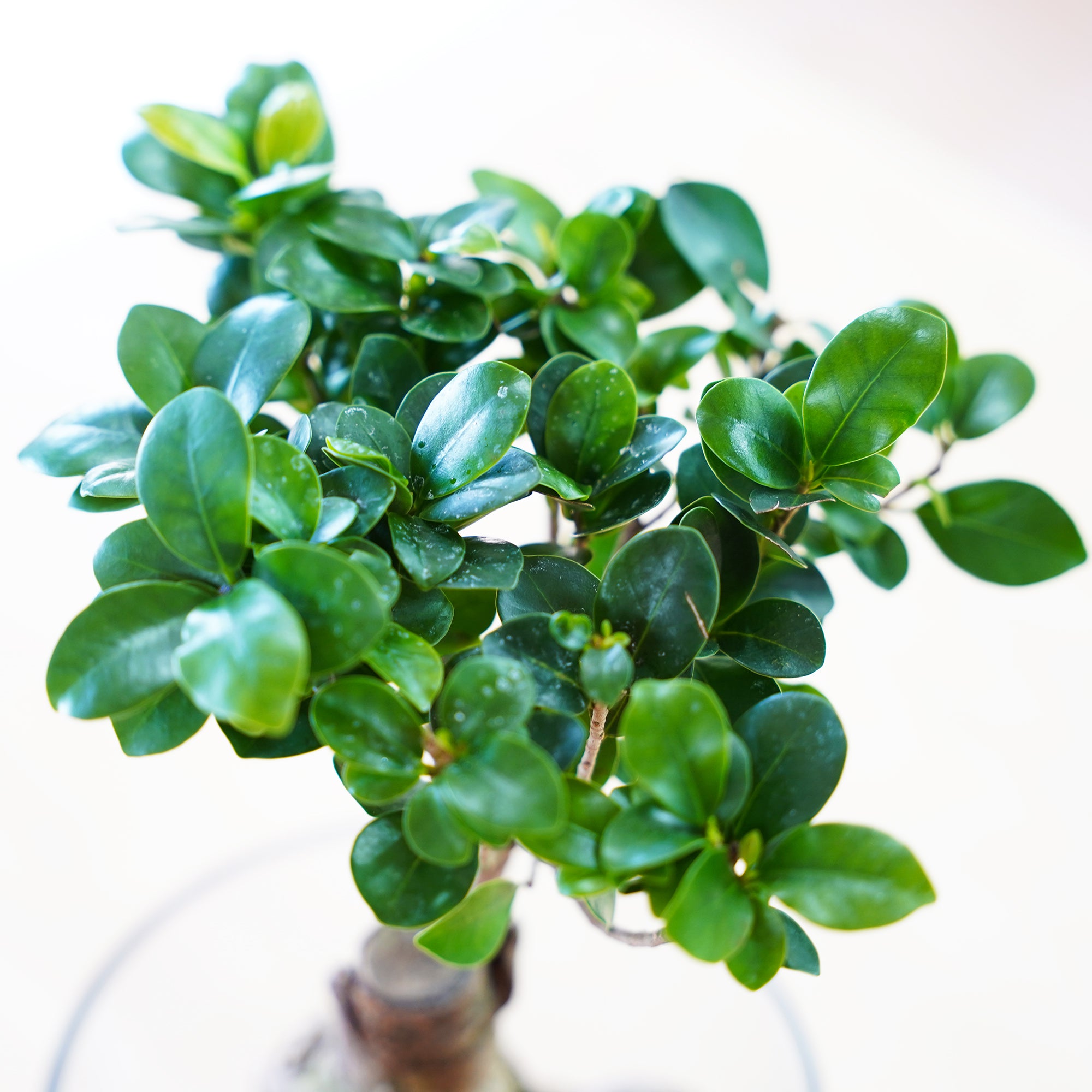 ガジュマル｜水耕栽培の観葉植物 – WOOTANG 水耕栽培の観葉植物
