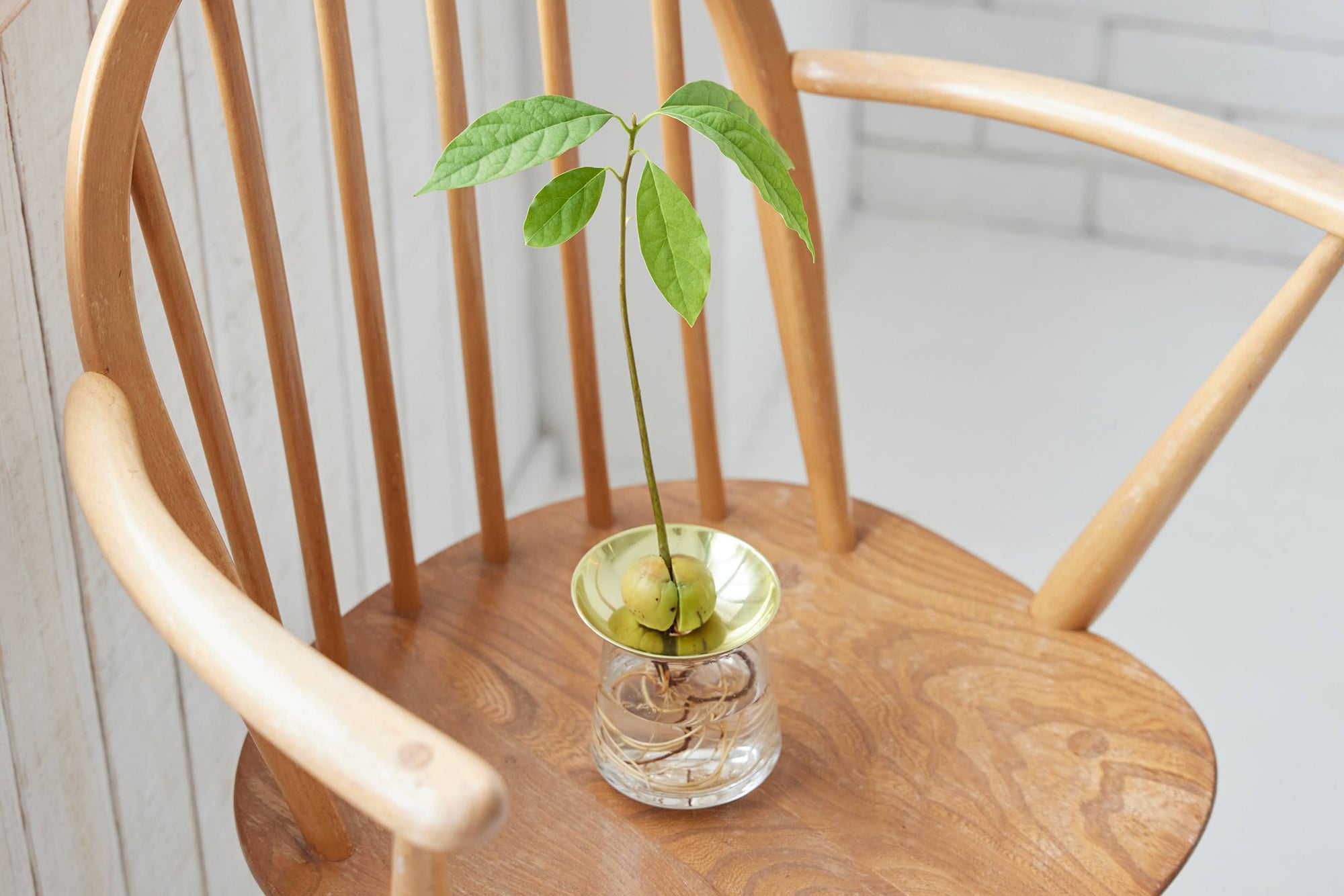 アボカドの種の水耕栽培