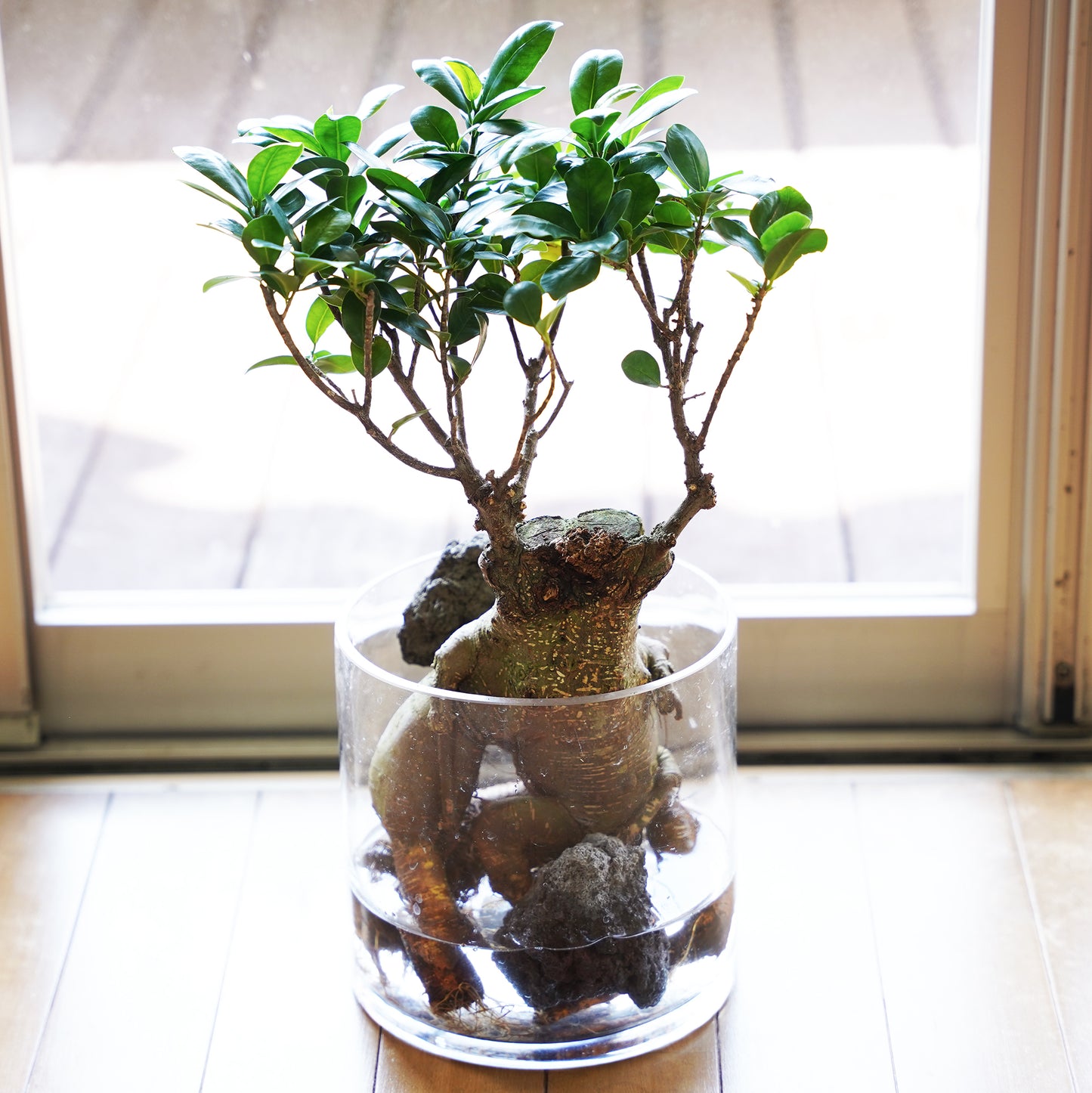 ガジュマル3L（1点もの）