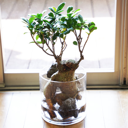 ガジュマル3L（1点もの）