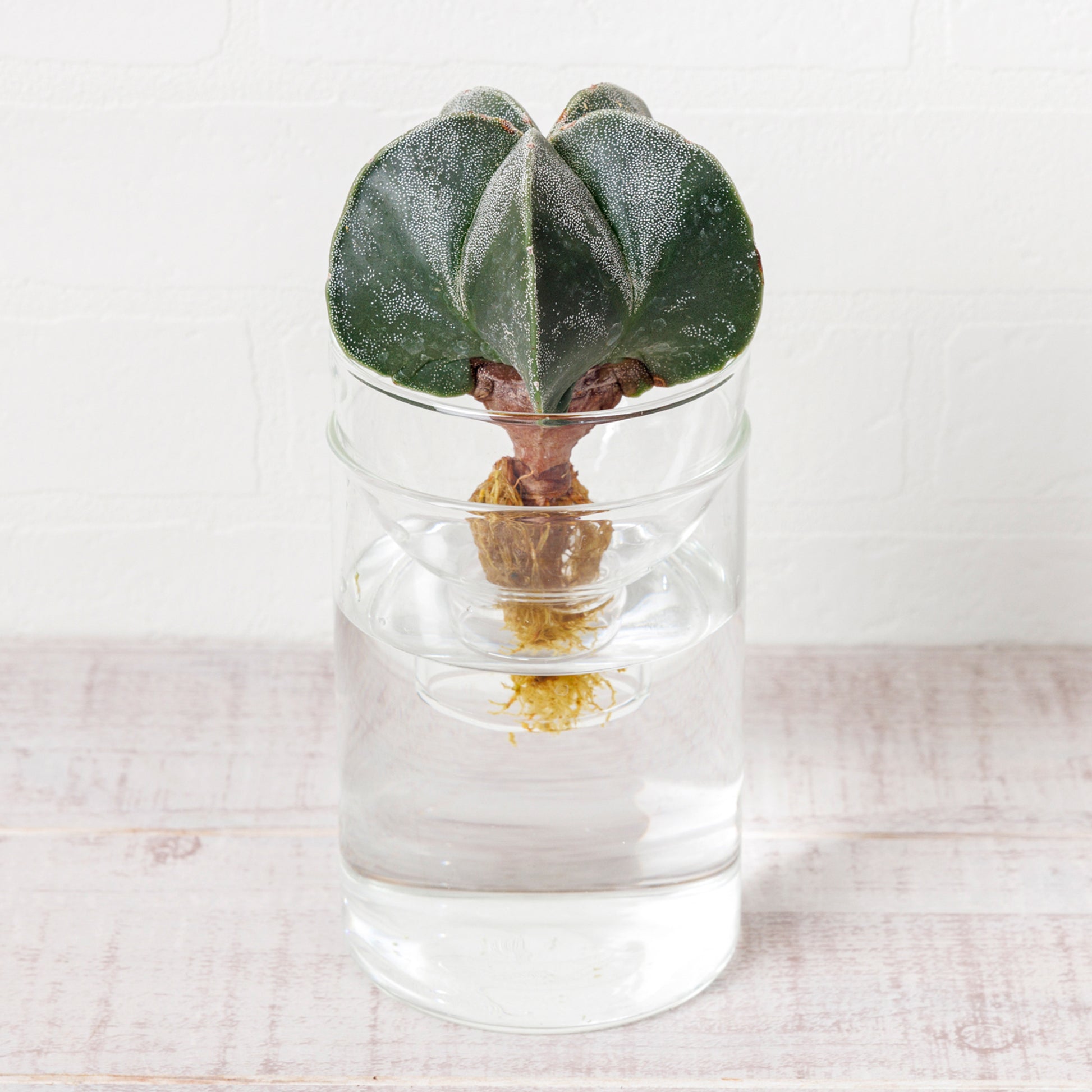 アストロフィツムストロンギ