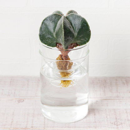 アストロフィツムストロンギ