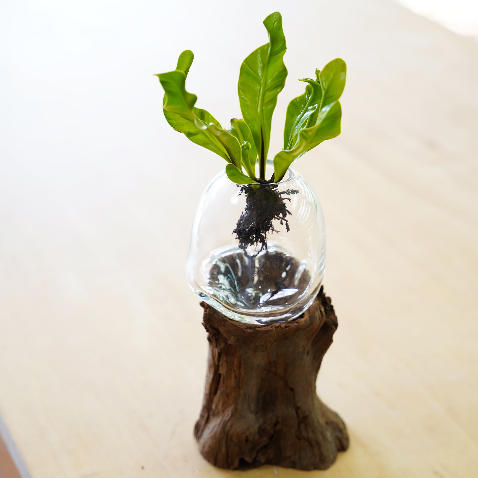 オリジナル植物Vase（流木-2）｜観葉植物の水耕栽培 – WOOTANG 水耕