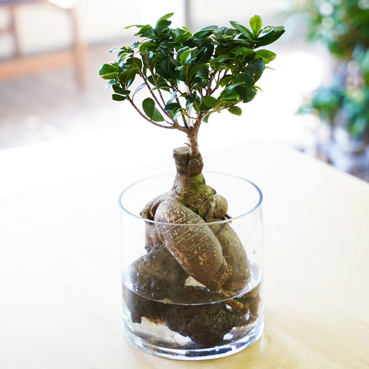 ガジュマル3L（1点もの）