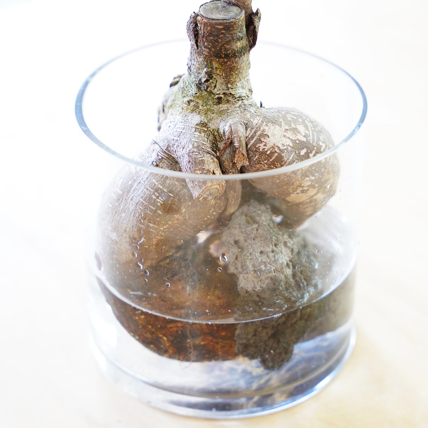 ガジュマル3L（1点もの）