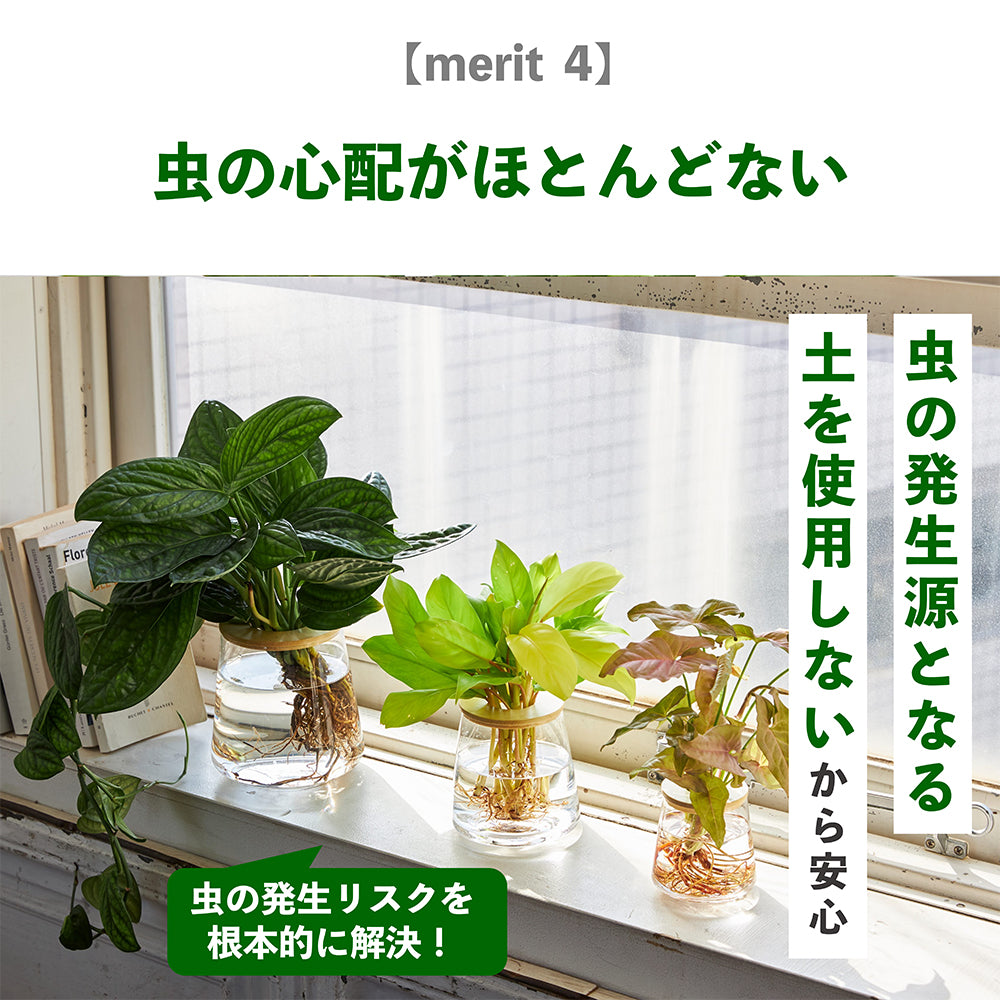 WOOTANGの水耕栽培の観葉植物のメリット