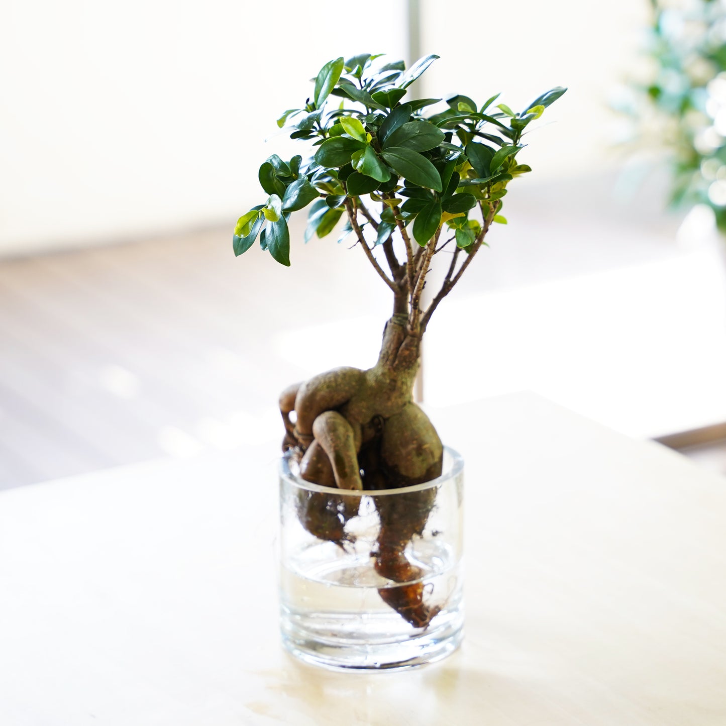 ガジュマル2L（1点もの）