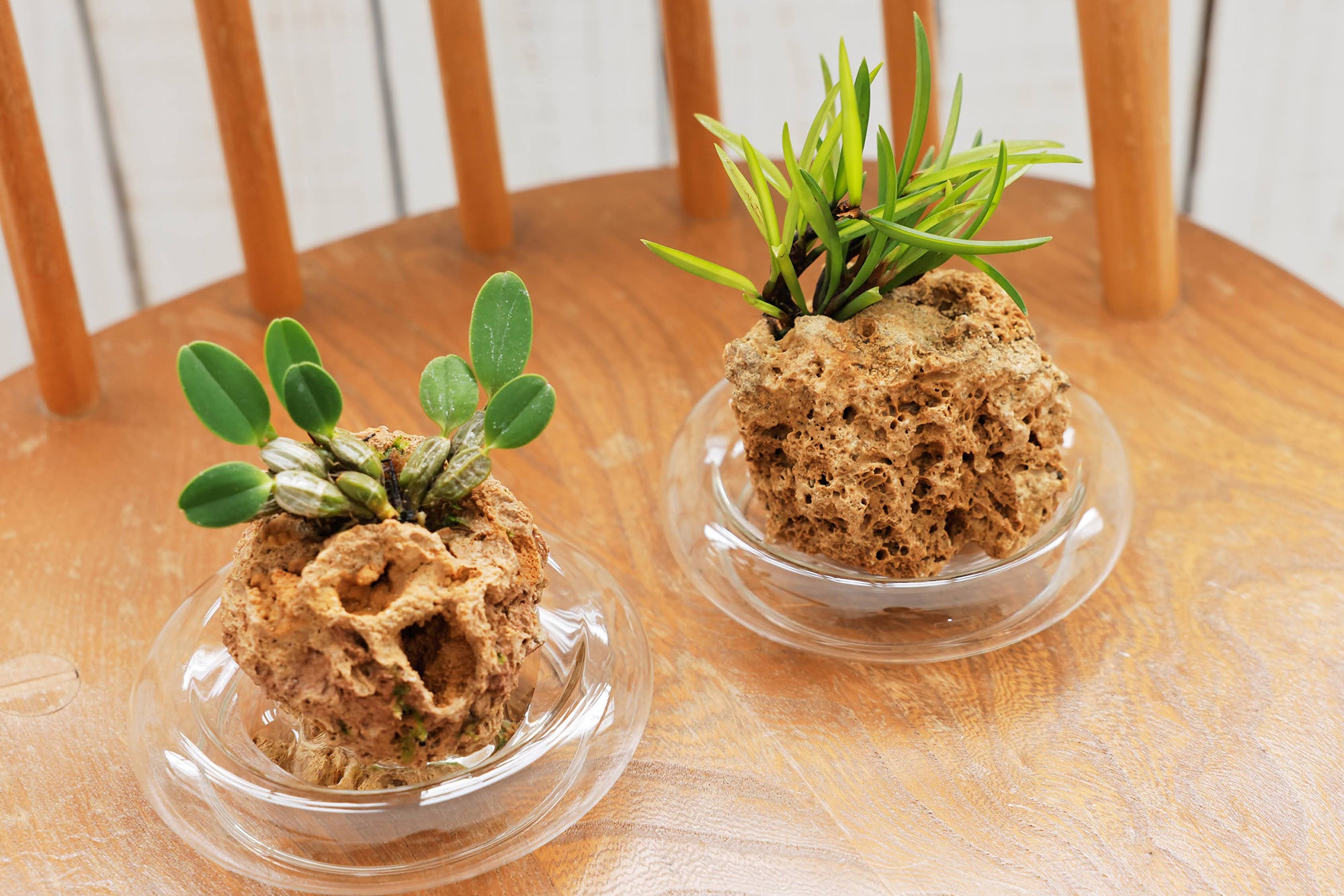 名護蘭（ナゴラン）｜水耕栽培のラン – 観葉植物・水耕栽培の通販 WOOTANG