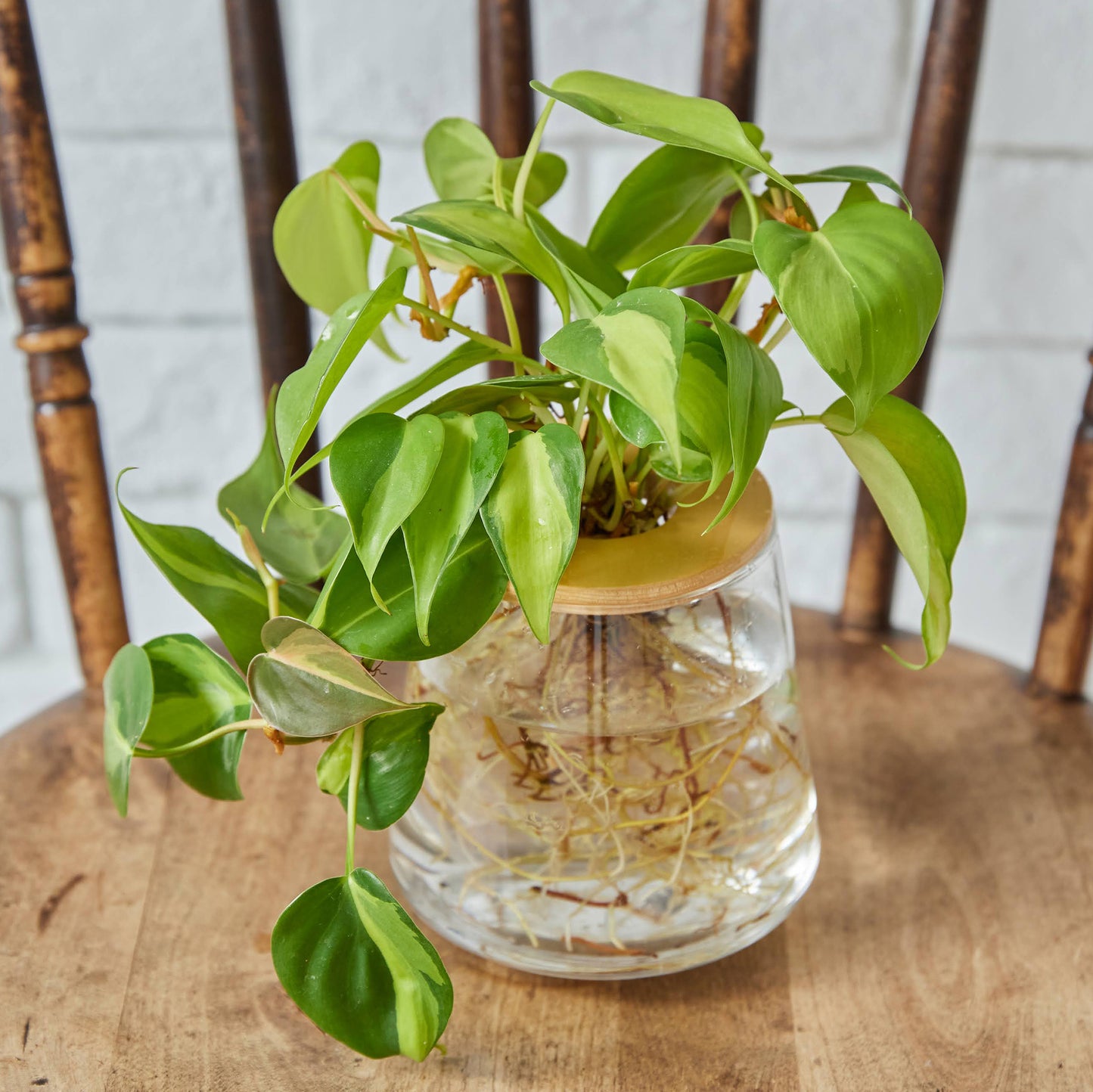 オキシカルディウム ブラジル