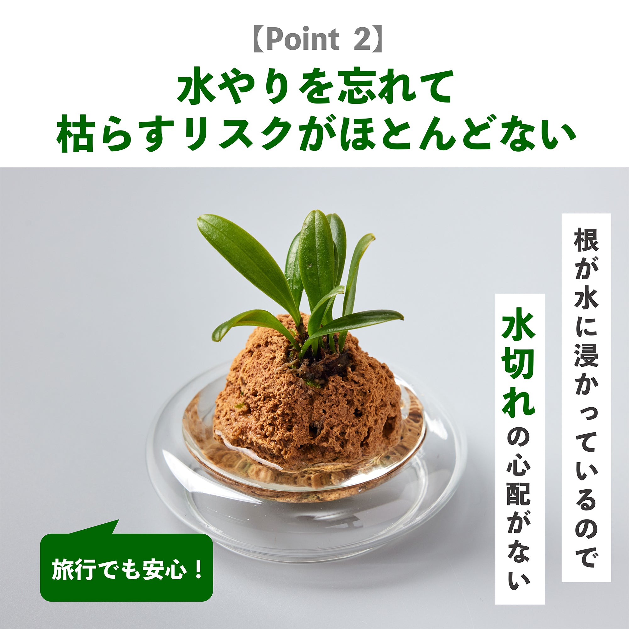 セラトスティリス フィリピネンシス｜水耕栽培のラン – WOOTANG 水耕