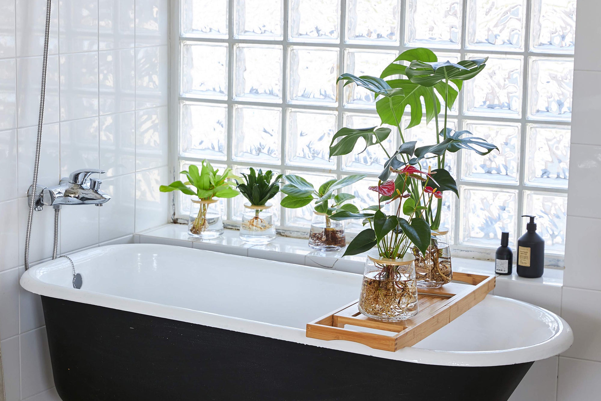 お風呂に置いたWOOTANGの水耕栽培の観葉植物