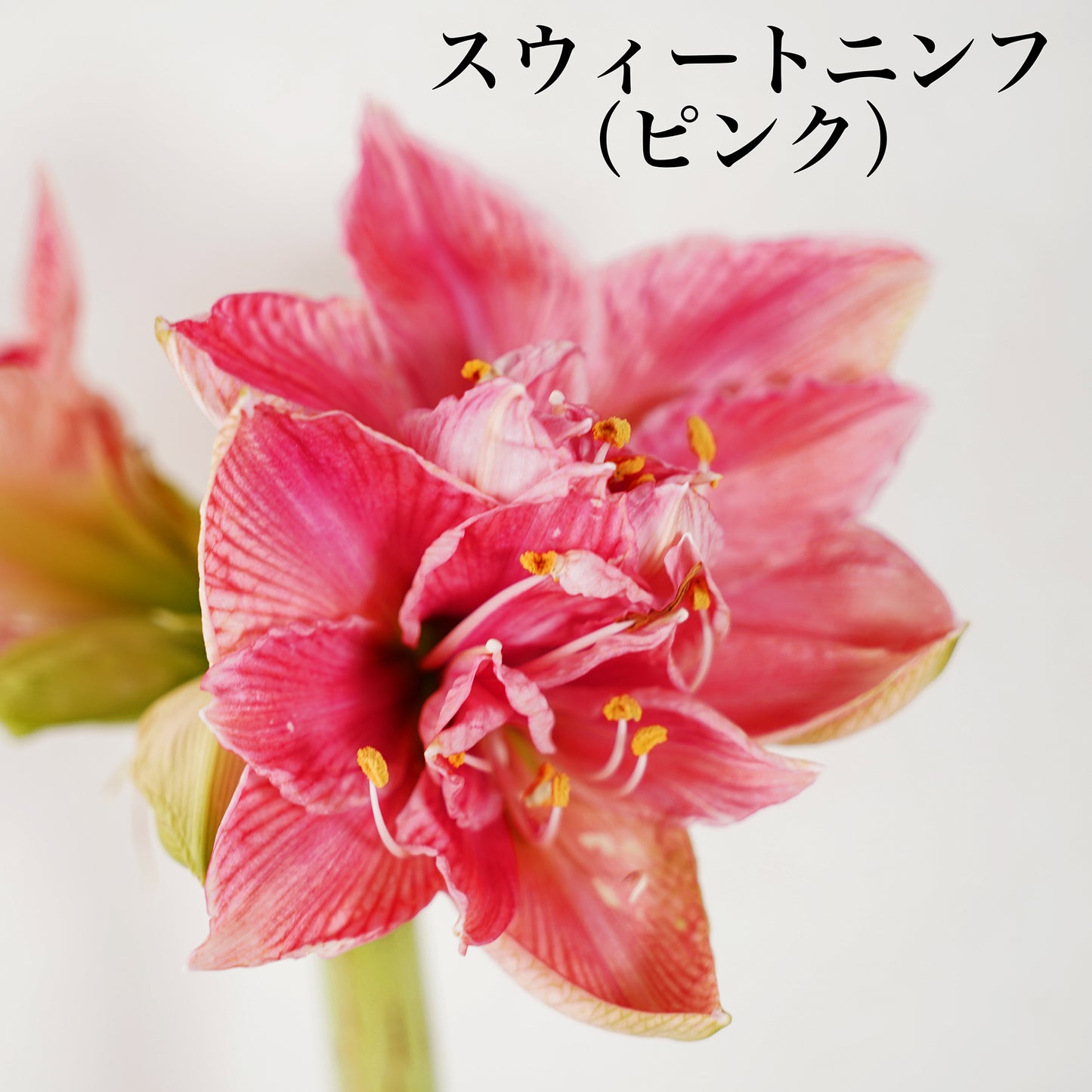 マジックアマリリス（水も土もいらない球根）