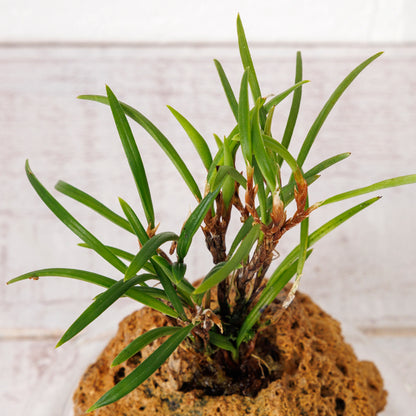 セラトスティリス フィリピネンシス