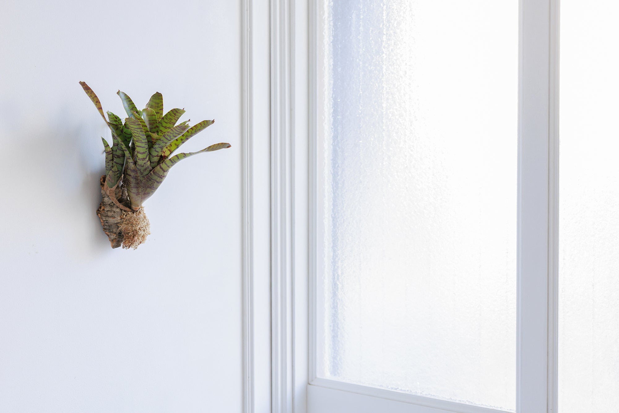 ブロメリアの育て方