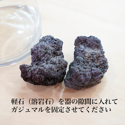 ガジュマルの水耕栽培