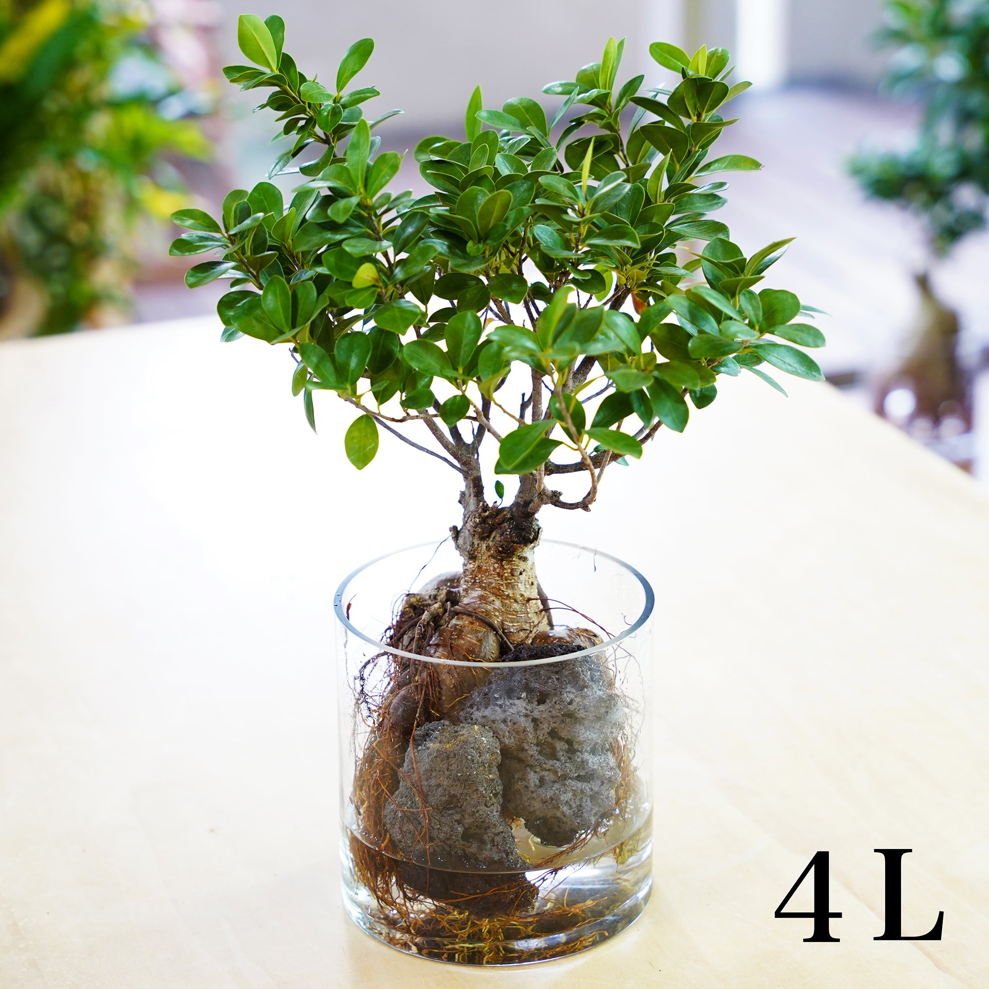 ガジュマル｜水耕栽培の観葉植物 – WOOTANG 水耕栽培の観葉植物