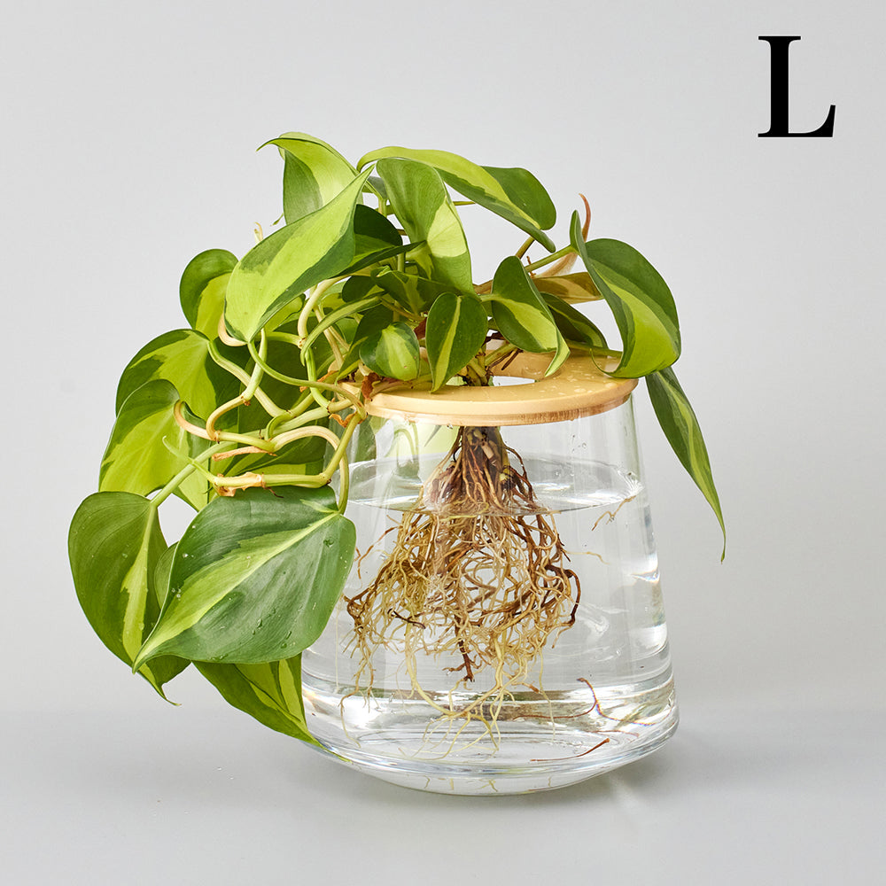 オキシカルディウムの水耕栽培