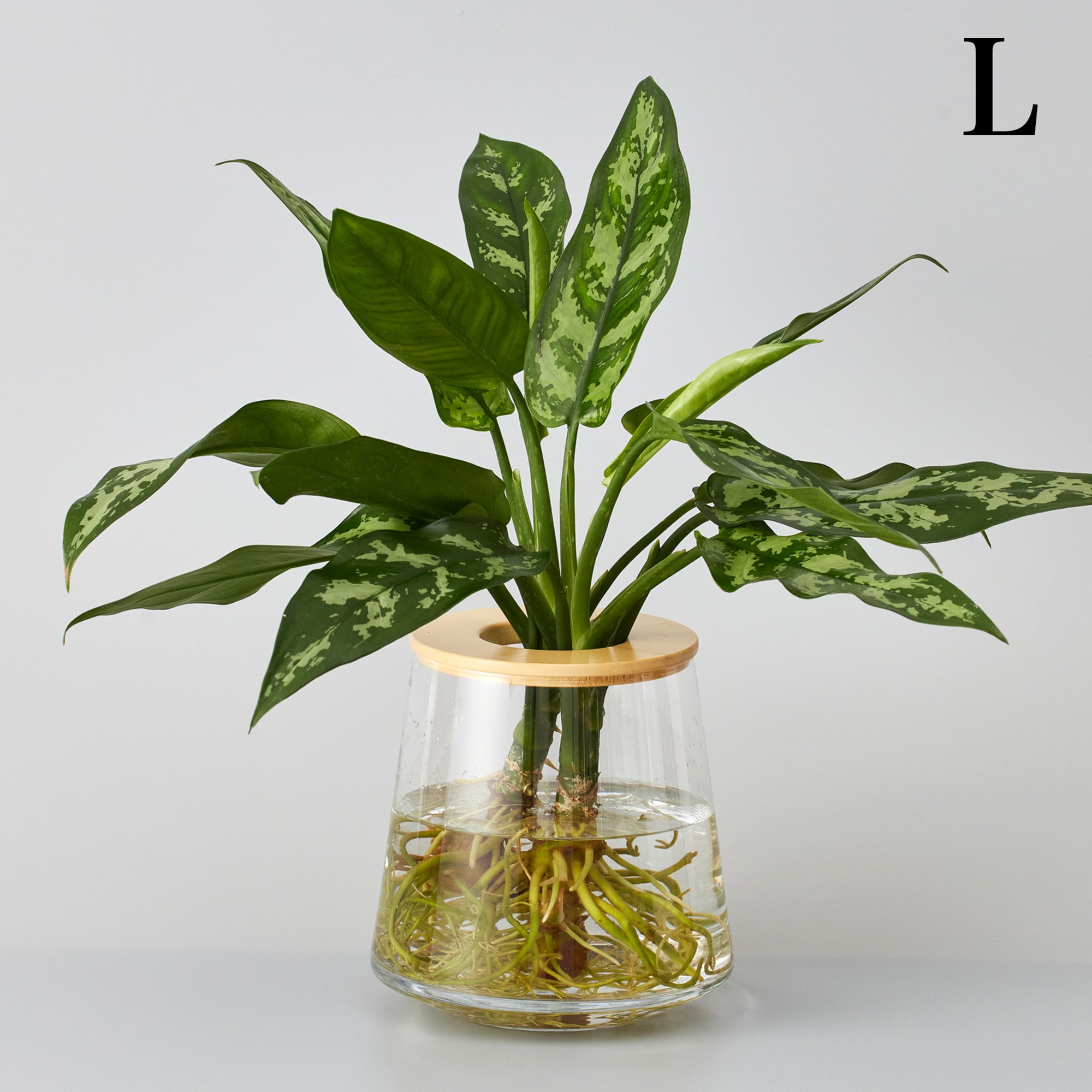 アグラオネマ マリア｜水耕栽培の観葉植物 – WOOTANG 水耕栽培の観葉植物