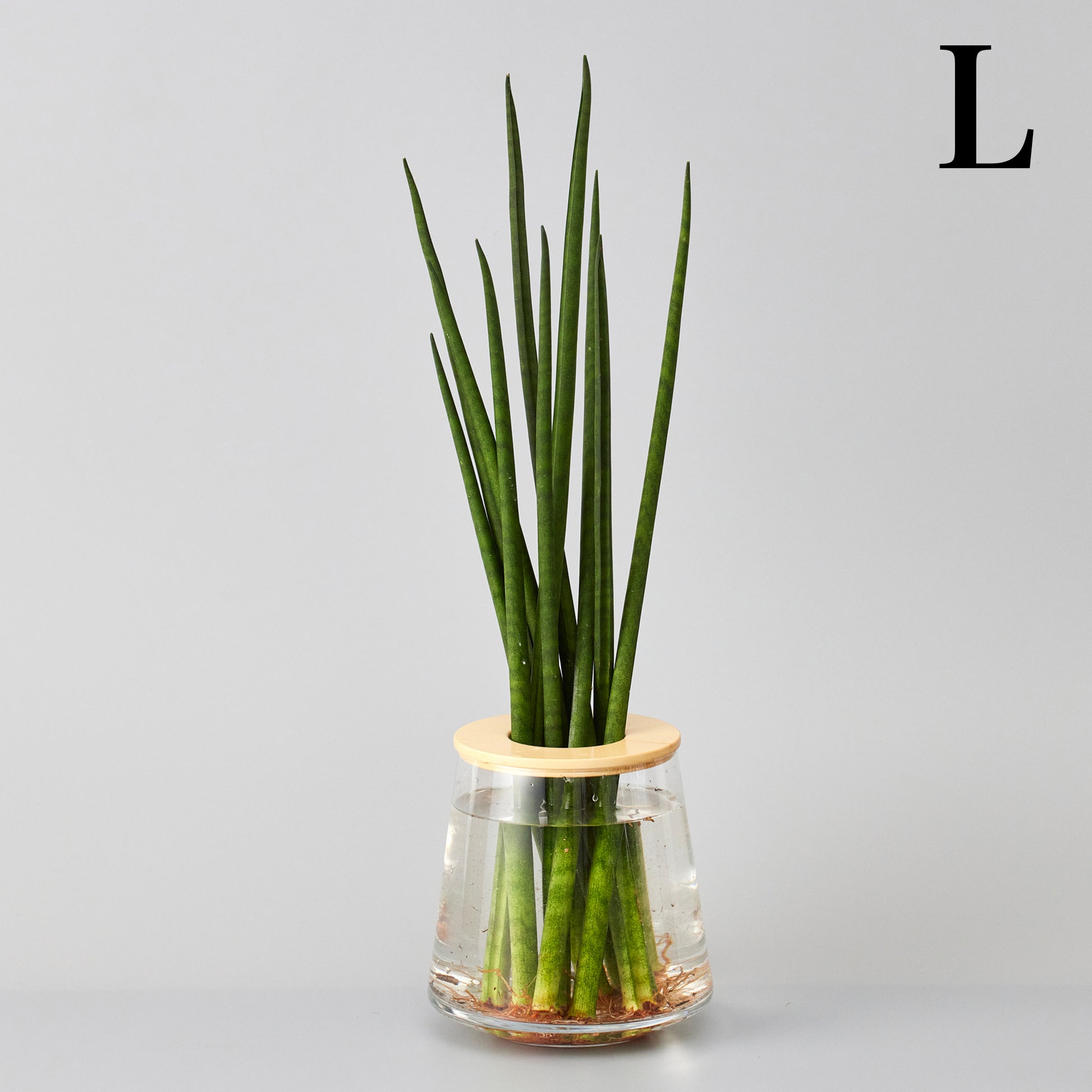 サンスベリアバキュラリスの水耕栽培