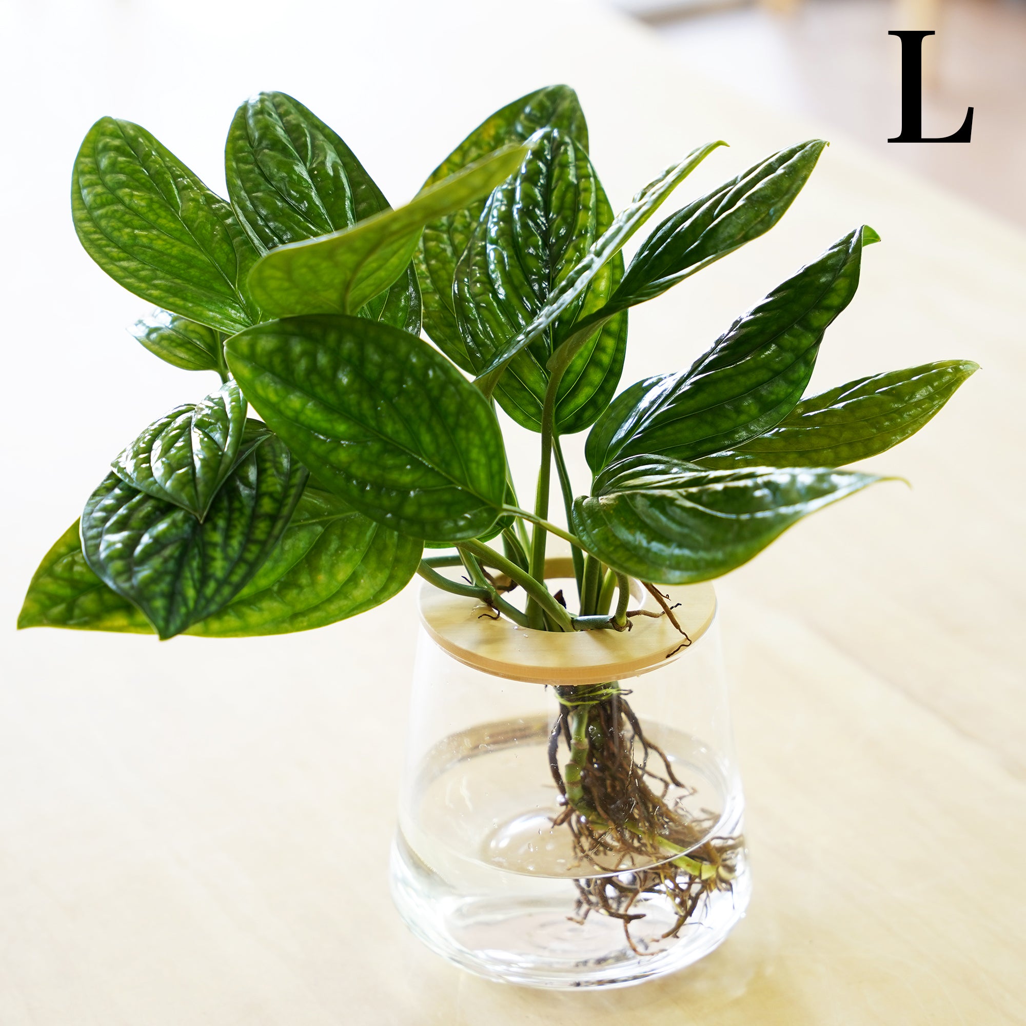 モンステラジェイドシャトルコック｜水耕栽培の観葉植物 – WOOTANG