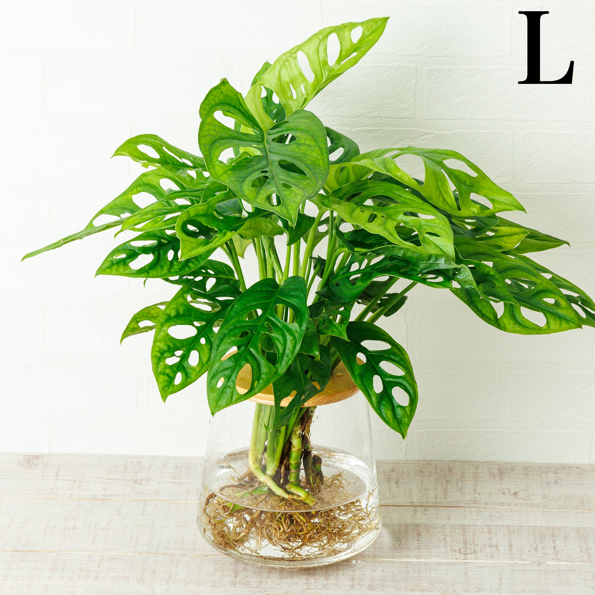 ボリューム抜群！観葉植物 モンステラ マドカズラ 8号 支柱仕立て 大型 極上品 マドカズラ – 観葉植物・水耕栽培の通販 WOOTANG