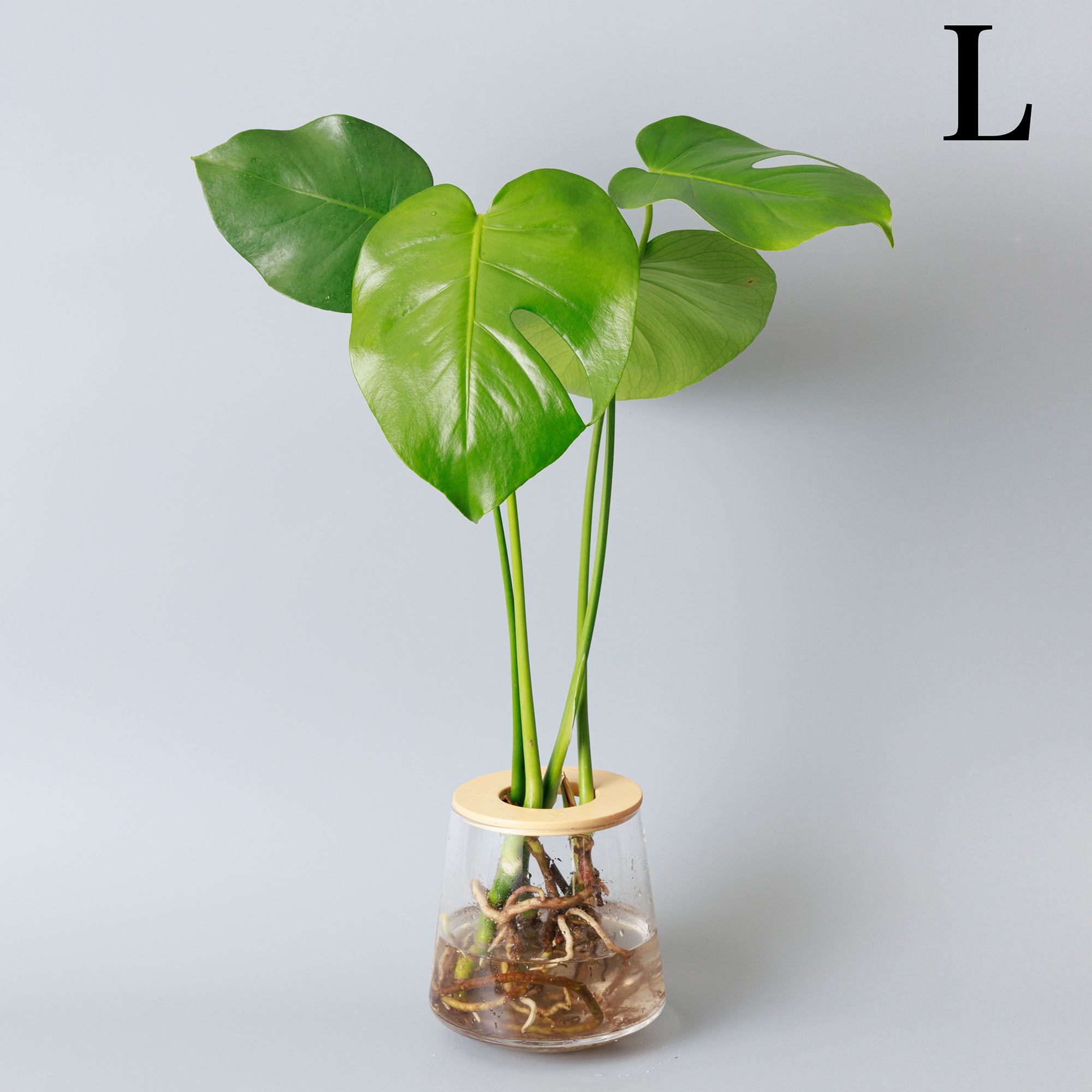モンステラ｜水耕栽培の観葉植物 – WOOTANG 水耕栽培の観葉植物