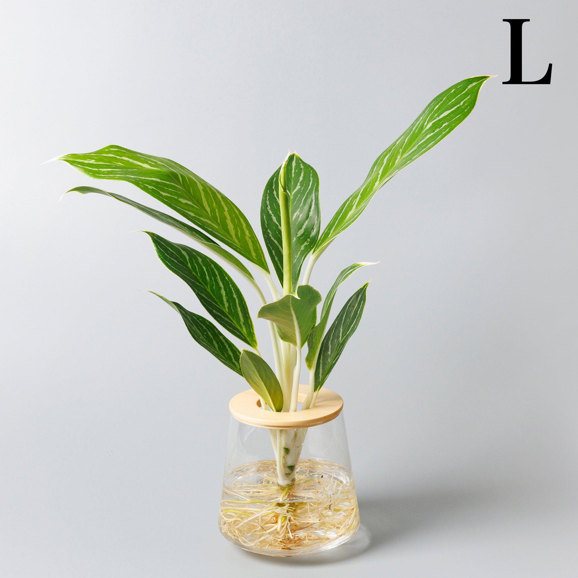 アグラオネマホワイトステムの水耕栽培