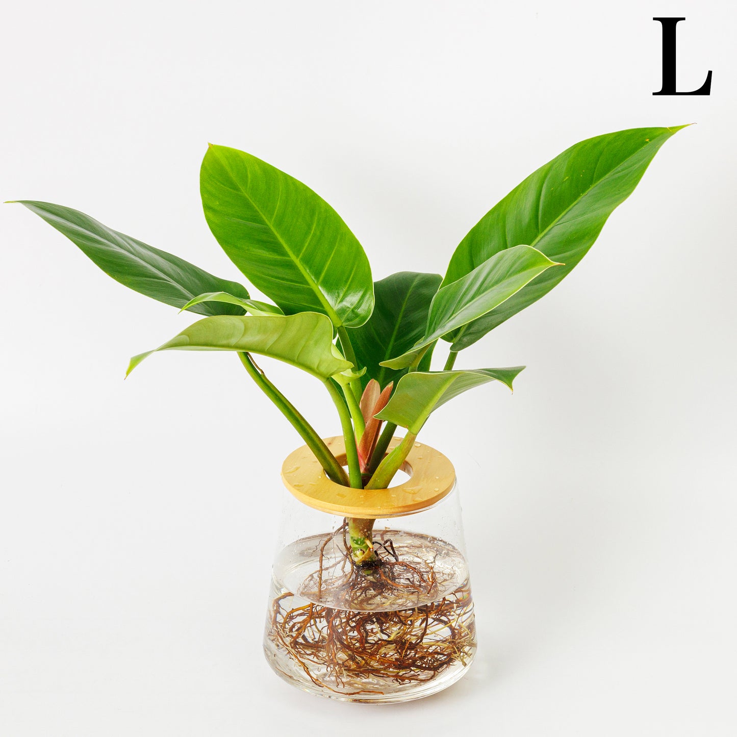 フィロデンドロンインペリアルグリーンの水耕栽培