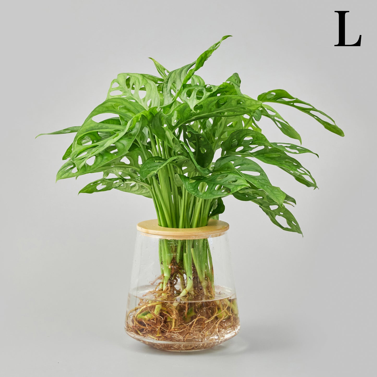 マドカズラの水耕栽培