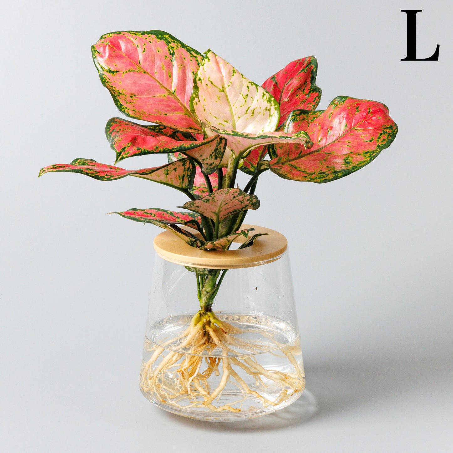 アグラオネマビューティーの水耕栽培