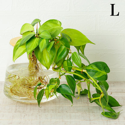 オキシカルディウム ブラジル