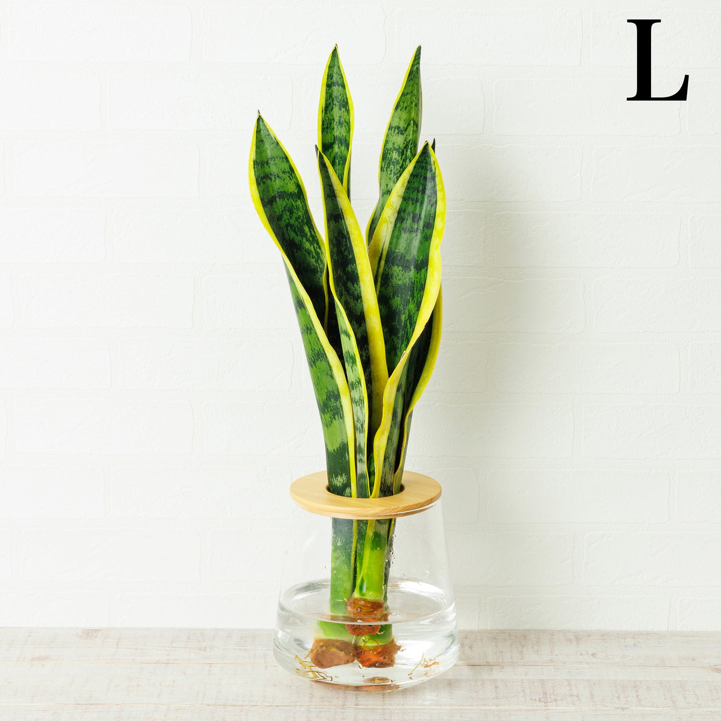 サンスベリアローレンチー（トラノオ）の水耕栽培