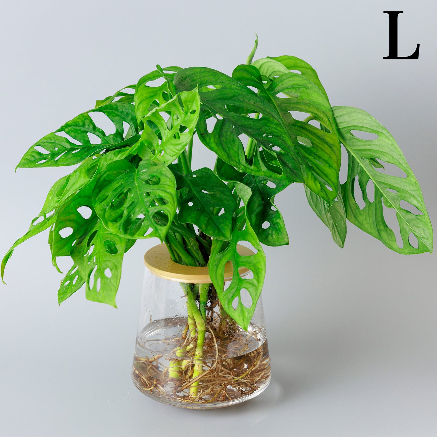 マドカズラの水耕栽培