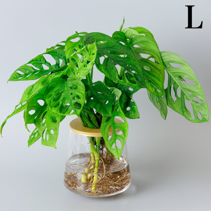 マドカズラの水耕栽培