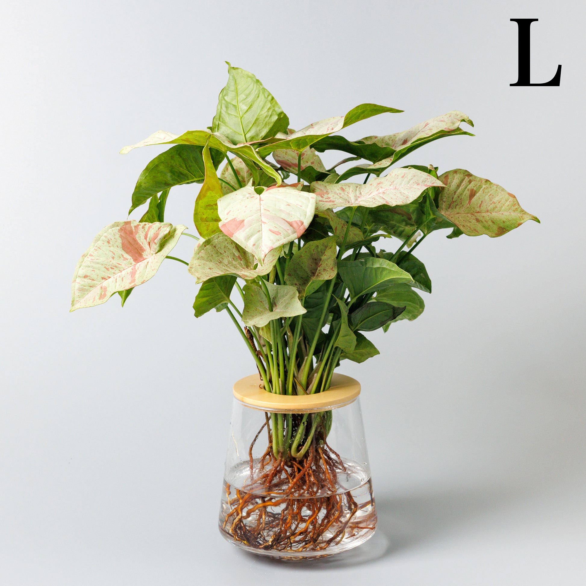 シンゴニウムコンフェッティの水耕栽培