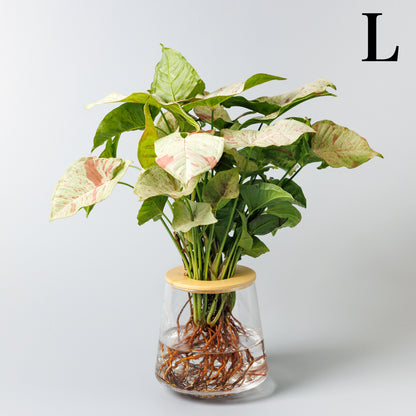 シンゴニウムコンフェッティの水耕栽培