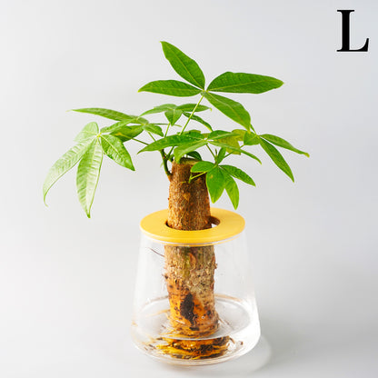 パキラの水耕栽培