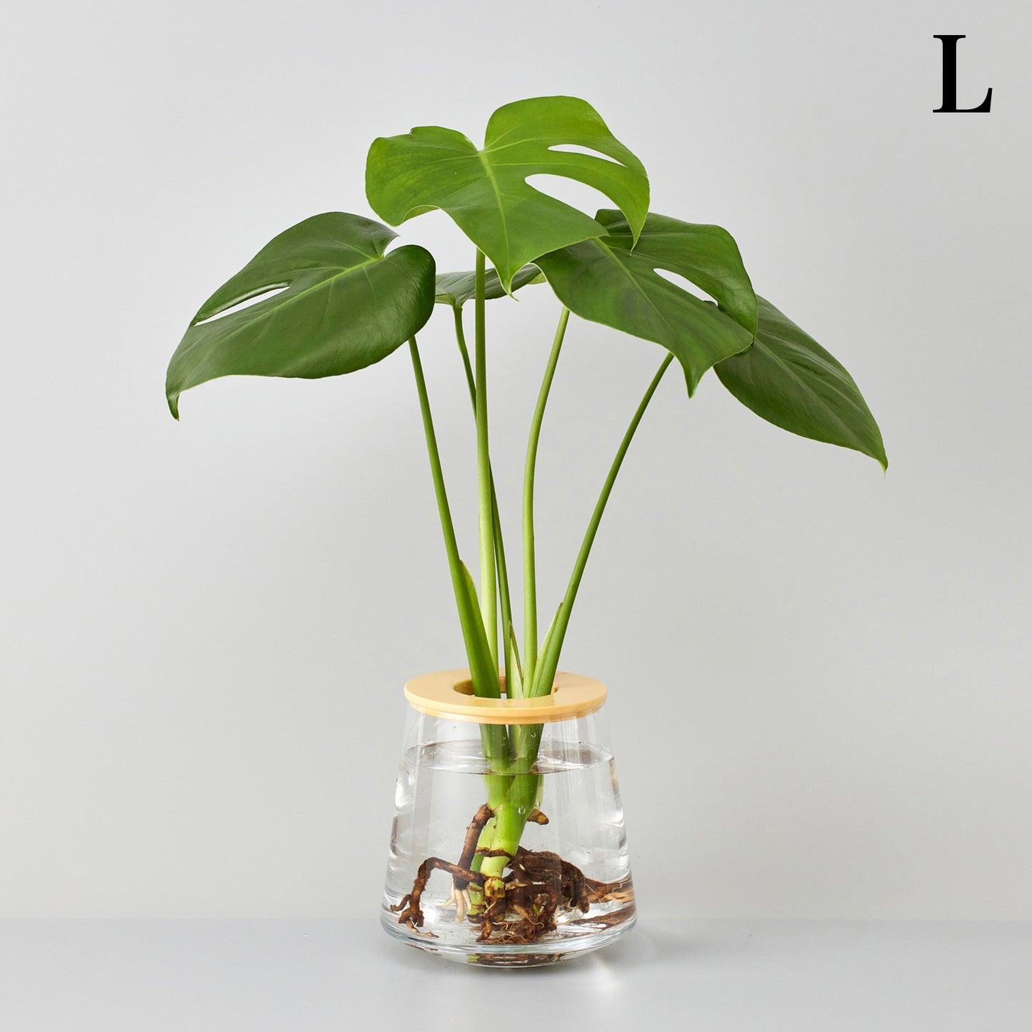 モンステラの水耕栽培