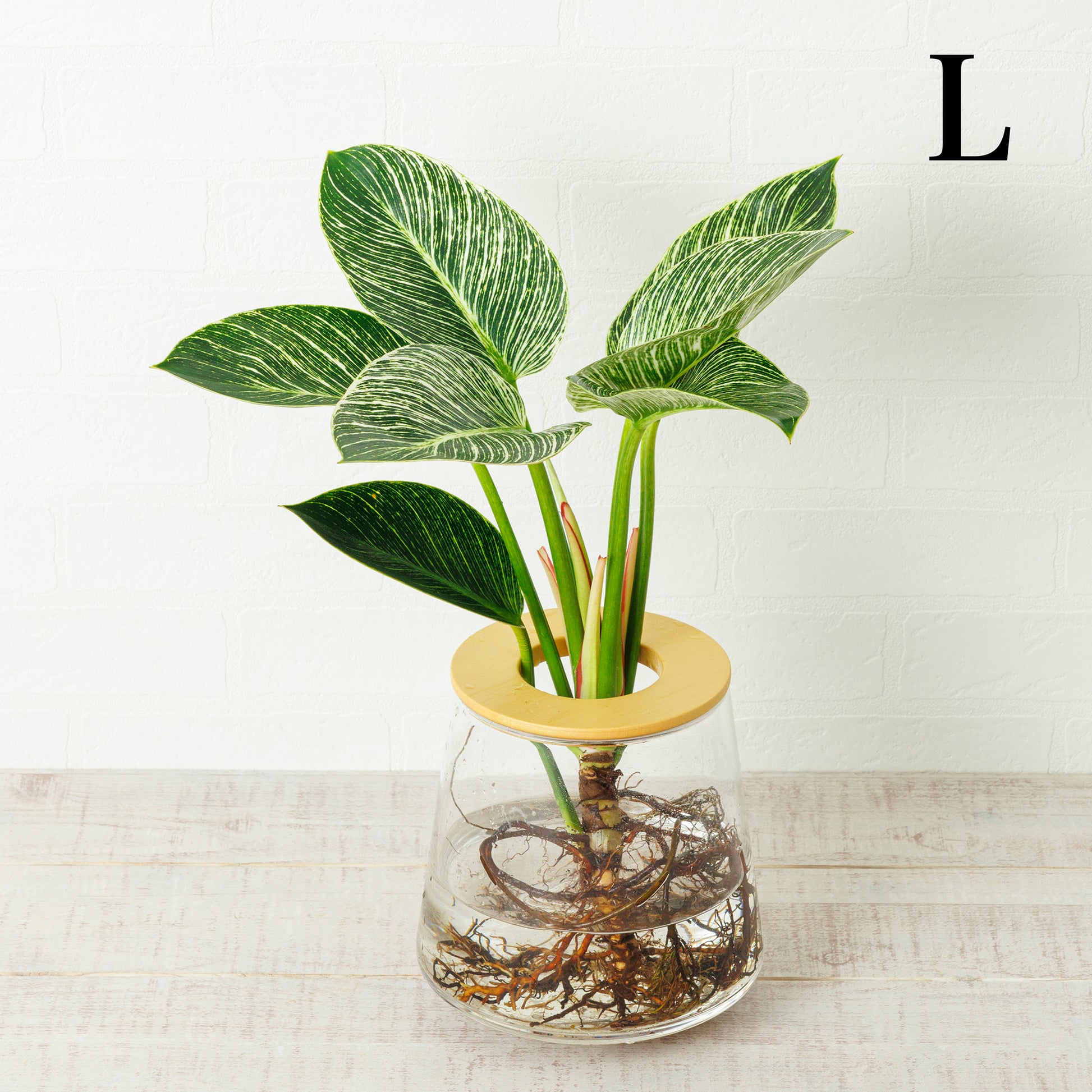 フィロデンドロンバーキンの水耕栽培