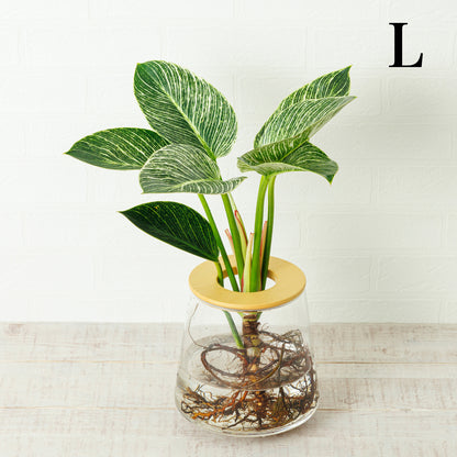 フィロデンドロンバーキンの水耕栽培