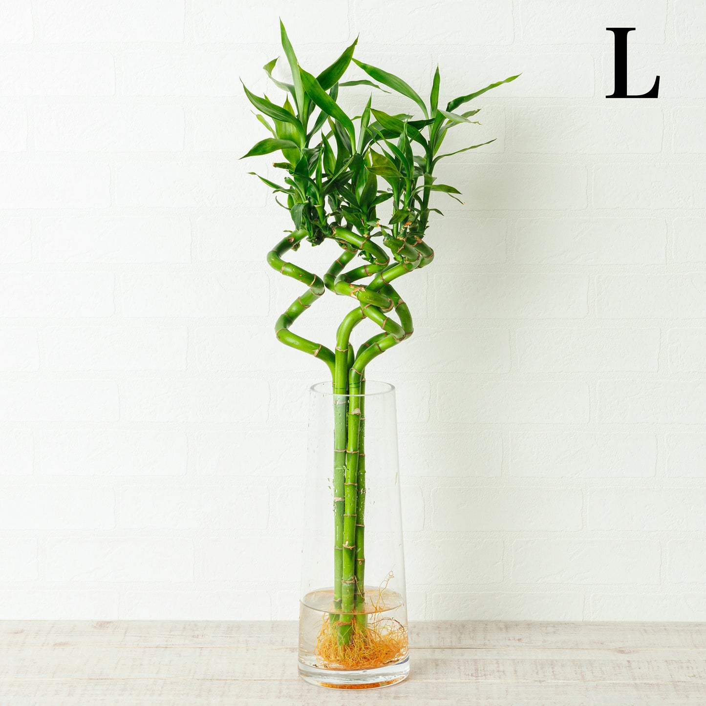 ミリオンバンブーの水耕栽培